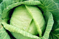 江苏蔬菜批发介绍哪些蔬菜可以防癌
